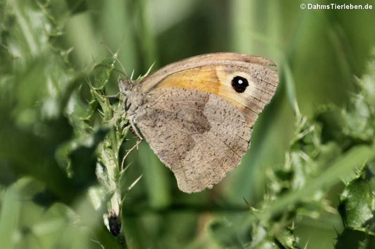 Maniola jurtina