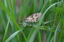 Schachbrettfalter (Melanargia galathea) in Wesseling