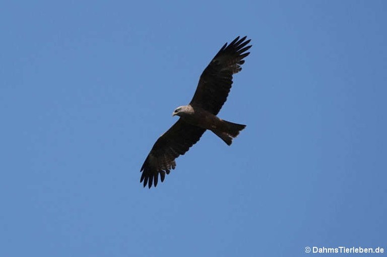 Milvus migrans migrans