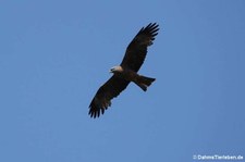 Milvus migrans migrans-4