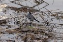 Motacilla alba alba