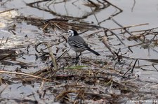 Bachstelze (Motacilla alba alba) am Rheinufer in Köln-Rodenkichen