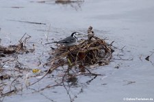 Bachstelze (Motacilla alba alba) am Rheinufer in Köln-Rodenkichen