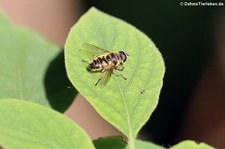 Totenkopfschwebfliege (Myathropa florea) im Naturschutzgebiet Kiesgrube Meschenich