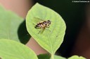 Myathropa florea