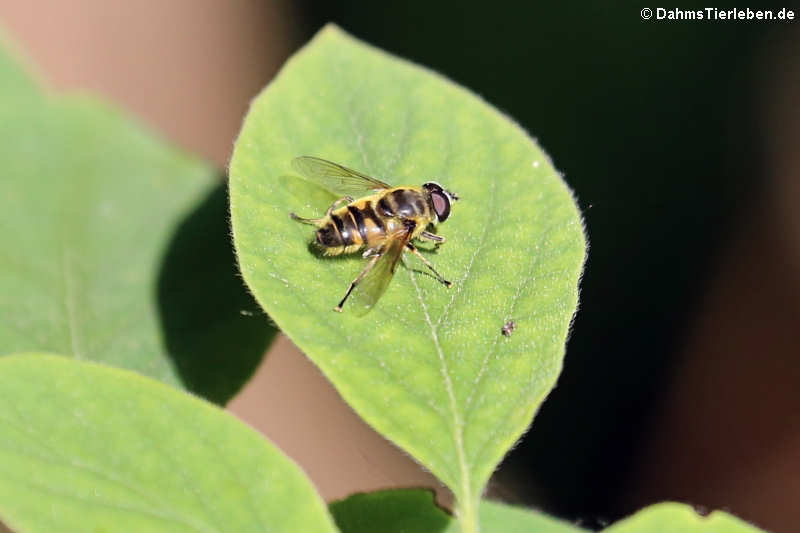 Myathropa florea