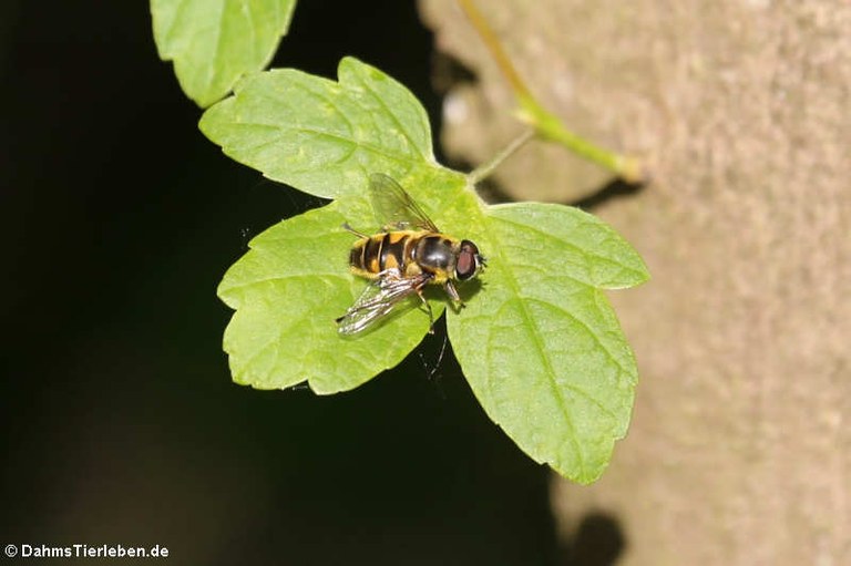 Myathropa florea