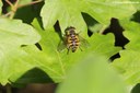 Myathropa florea