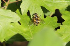 Totenkopfschwebfliege (Myathropa florea) im Naturschutzgebiet Kiesgrube Meschenich