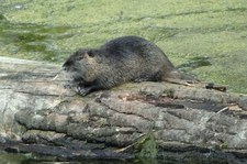 Nutria (Myocastor coypus) am Langeler Weiher in Köln-Porz