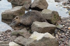 Nutria (Myocastor coypus) am Rheinufer in Köln-Rodenkirchen