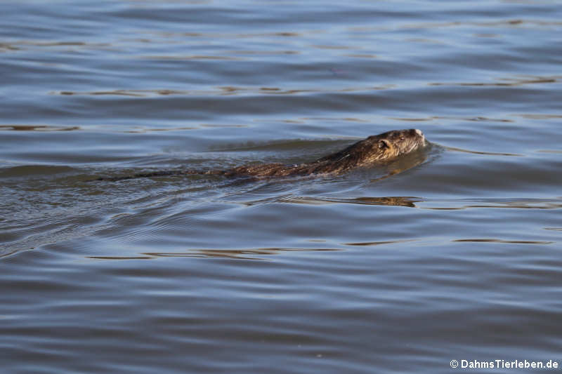 Nutria Myocastor coypus-2