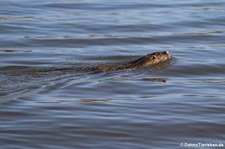 Nutria (Myocastor coypus) am Rhein in Köln-Sürth