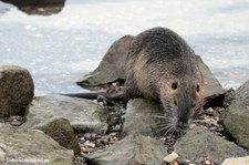 Nutria (Myocastor coypus) am Rheinufer in Köln-Rodenkirchen