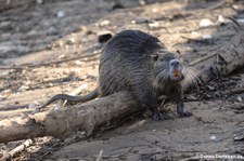 Nutria (Myocastor coypus) am Rhein in Köln-Sürth