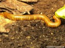 Myriapoda