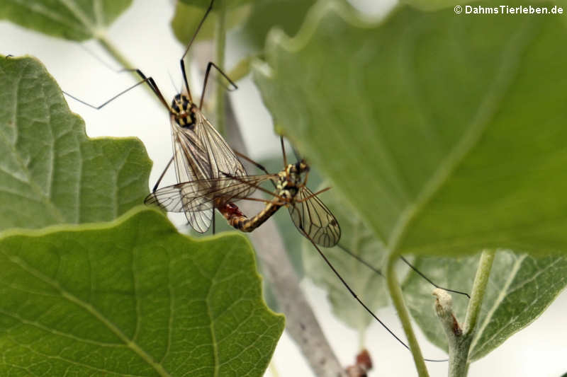 Nephrotoma appendiculata-1