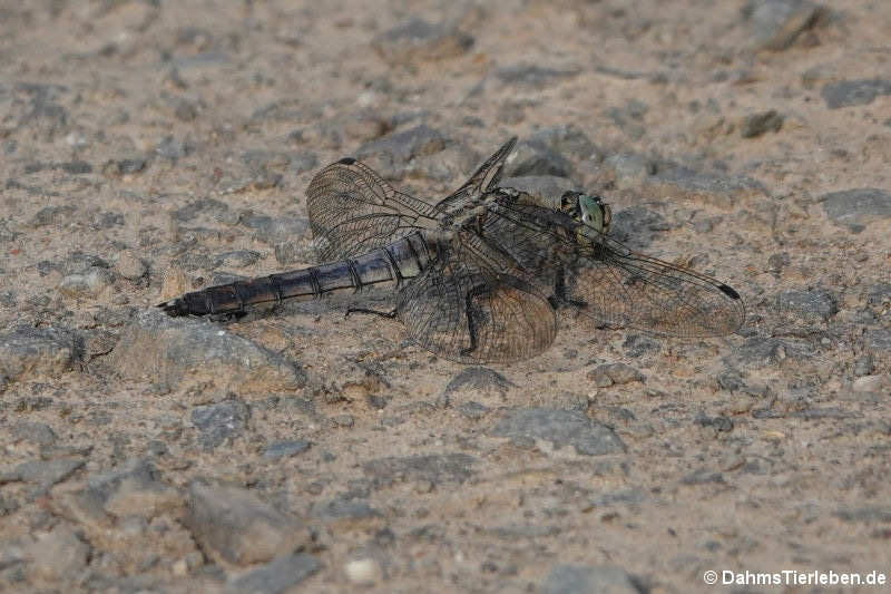 Orthetrum cancellatum-2