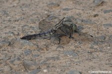 Libelle in Köln-Rondorf, möglicherweise Großer Blaupfeil (Orthetrum cancellatum)