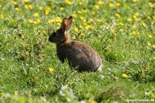 Wildkaninchen (Oryctolagus cuniculus) im Kölner Grüngürtel