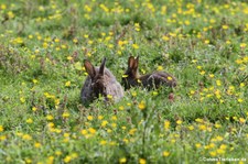 Wildkaninchen (Oryctolagus cuniculus) im Kölner Grüngürtel