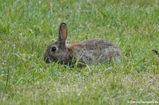 Wildkaninchen (Oryctolagus cuniculus) im Kölner Grüngürtel