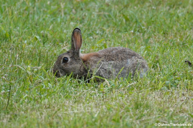 Oryctolagus cuniculus