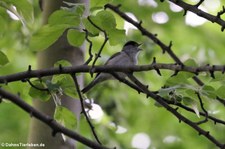 Europäische Mönchsgrasmücke (Sylvia atricapilla atricapilla) im Naturschutzgebiet Kiesgrube Meschenich