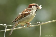 männlicher Haussperling (Passer domesticus domesticus) in Köln