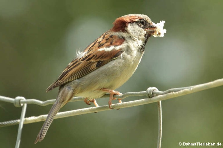 Passer domesticus domesticus