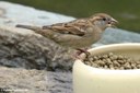 Passer domesticus domesticus