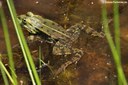 Pelophylax esculentus