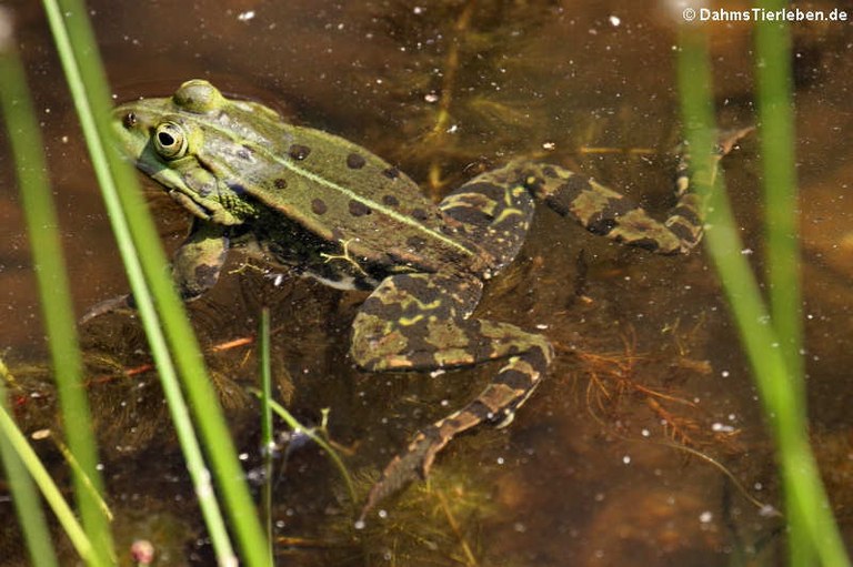 Pelophylax esculentus