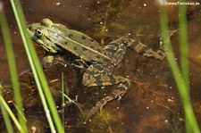 Teichfrosch (Pelophylax kl. esculentus) im Kölner Süden