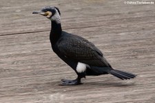 Großer Kormoran (Phalacrocorax carbo sinensis) in Köln-Rodenkirchen