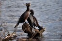 Phalacrocorax carbo sinensis