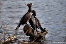 Große Kormorane (Phalacrocorax carbo sinensis) am Rhein zwischen Wesseling und Bonn