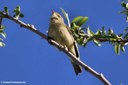 Phylloscopus collybita collybita