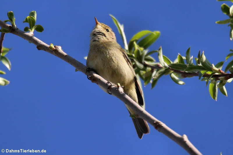 Phylloscopus collybita collybita