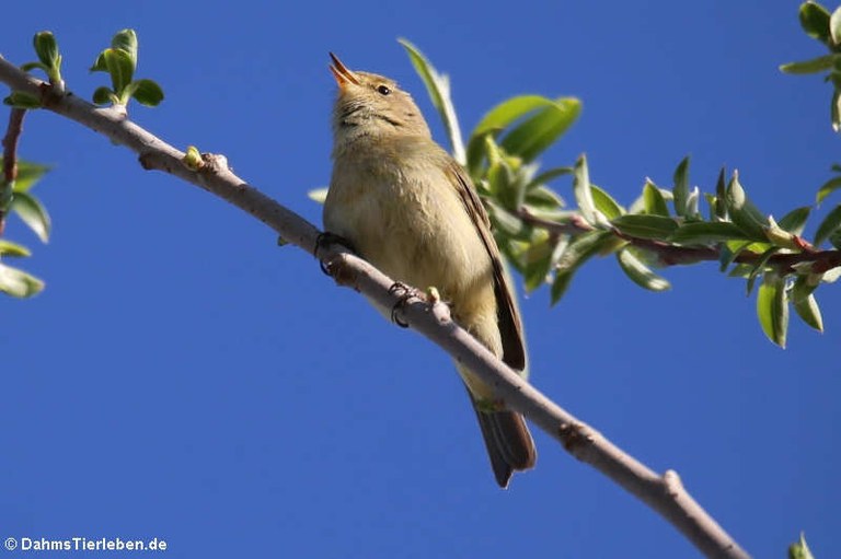 Phylloscopus collybita collybita