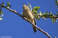 Zilpzalp (Phylloscopus collybita collybita) im Naturschutzgebiet Kiesgrube Meschenich