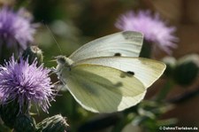 Kleiner Kohlweissling (Pieris rapae) im Naturschutzgebiet Kiesgrube Meschenich