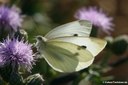 Pieris rapae