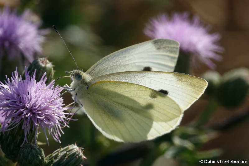 Pieris rapae