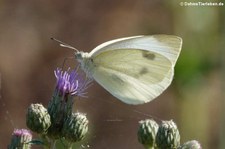 Kleiner Kohlweissling (Pieris rapae) im Naturschutzgebiet Kiesgrube Meschenich