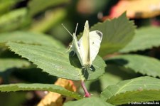 Pieris rapae-3