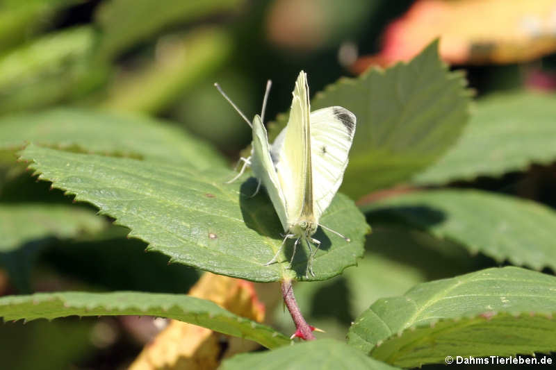 Pieris rapae