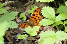 C-Falter (Polygonia c-album), aufgenommen in Köln