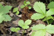 C-Falter (Polygonia c-album), aufgenommen in Köln