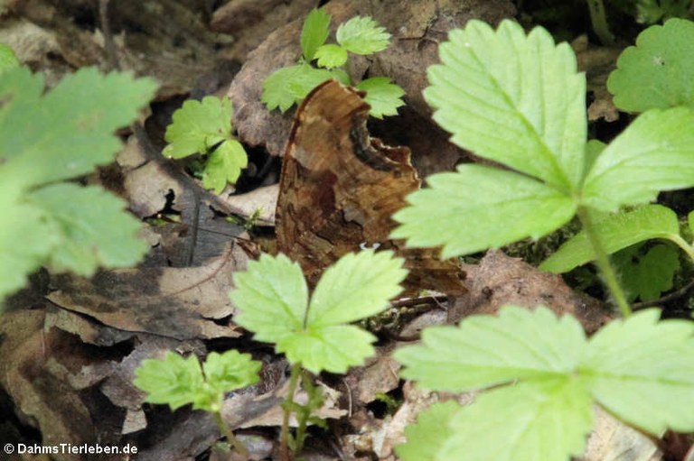 Polygonia c-album